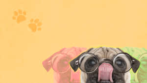 Pug 5k Desktop Wallpaper