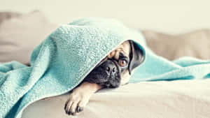 Pug Covered In A Blanket Wallpaper
