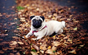 Pug Dog Dry Leaves Wallpaper