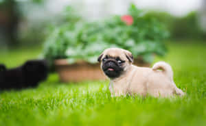 Pug Dog Green Garden Wallpaper