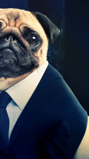 Pug In A Suit Wallpaper