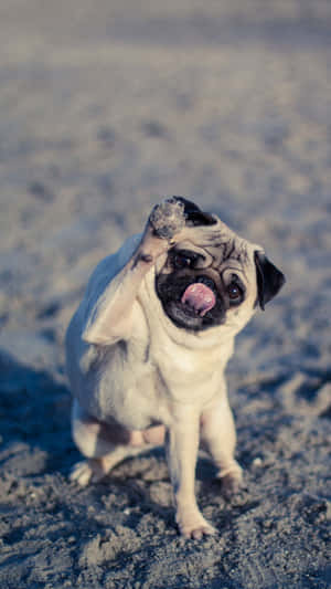 Pug Playing In The Beach Wallpaper