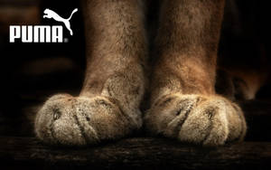 Puma Logo And Paws Wallpaper