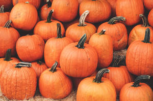 Pumpkin Harvest Pile Wallpaper