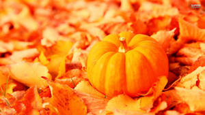 Pumpkin In Autumn Wallpaper
