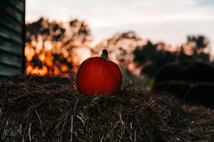 Pumpkin On Dried Hay Wallpaper