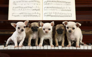 Puppies Music With Piano Wallpaper