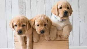 Puppies On Tray Wallpaper