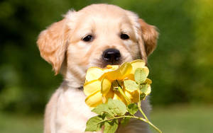 Puppy And Flower Wallpaper