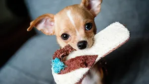 Puppy Dog Biting Slipper In Sofa Wallpaper