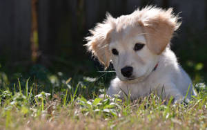 Puppy Dog On Grass Wallpaper