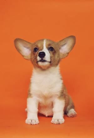 Puppy Dog Studio Photoshoot Wallpaper