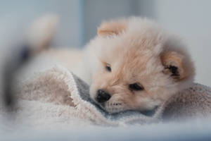 Puppy On Blanket Wallpaper