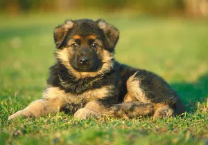 Puppy On The Lawn Wallpaper
