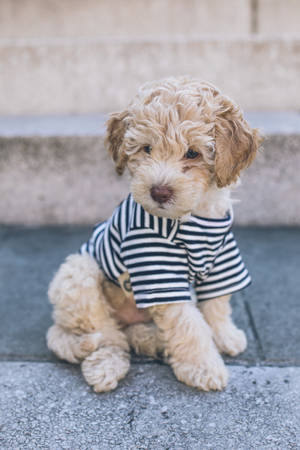 Puppy Striped Sweater Wallpaper