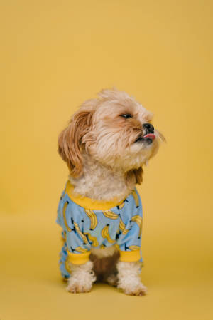 Puppy With Shirt Wallpaper