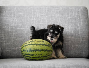 Puppy With Watermelon Wallpaper