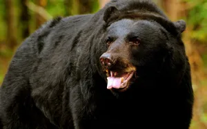 Pure Black Bear Wallpaper