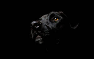 Pure Black Dog Wallpaper