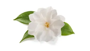 Pure Camellia Sasanqua Flower Wallpaper