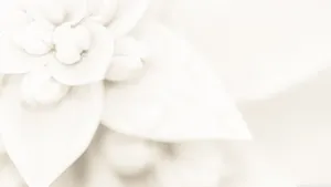 Pure White Flower Wallpaper