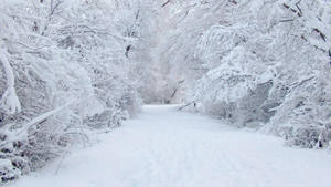 Pure White Forest Path Wallpaper