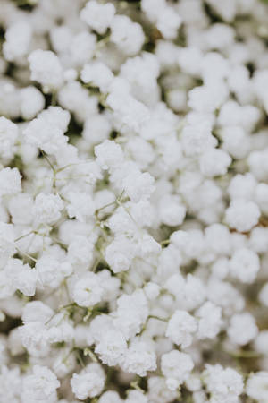 Pure White Gypsophila Paniculata Wallpaper