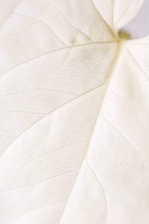 Pure White Leaf Wallpaper