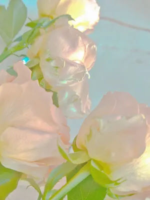 Purest White Rose Pinterest Aesthetic Wallpaper