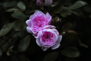 Purple Aesthetic Flower Wallpaper