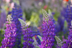 Purple Aesthetic Flower Garden