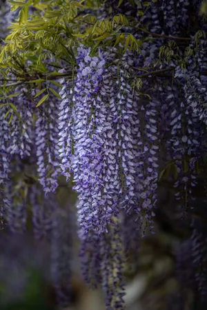 Purple Aesthetic Flowers Wallpaper