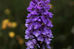Purple Aesthetic Orchids Wallpaper