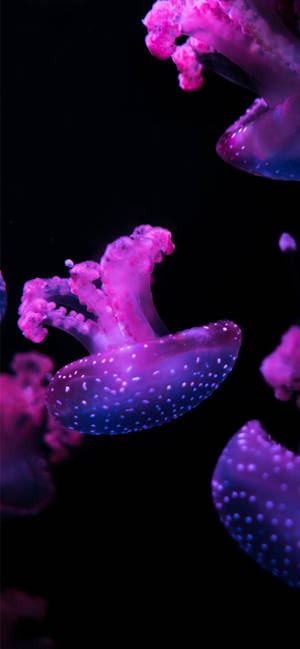 Purple Aesthetic Phone Jellyfish Wallpaper