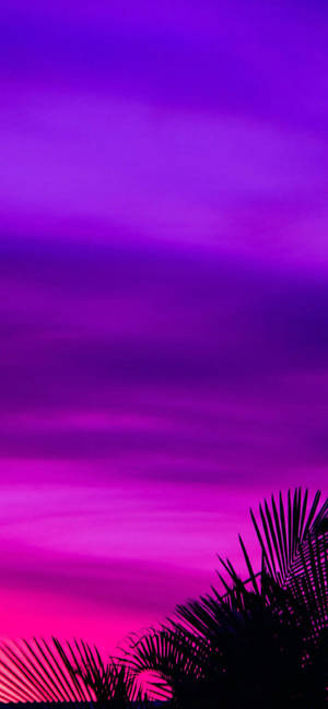 Purple Aesthetic Phone Sunset Palm Tree Wallpaper