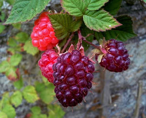 Purple And Red Loganberries On A Vine Wallpaper