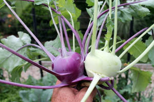 Purple And White Kohlrabi Wallpaper