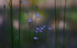 Purple Bladderworts Flower Wallpaper