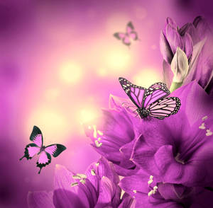 Purple Butterfly Digital Drawing Wallpaper