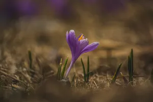 Purple Crocus Flower Wallpaper