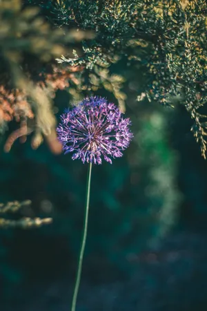 Purple Dandelion Image Wallpaper