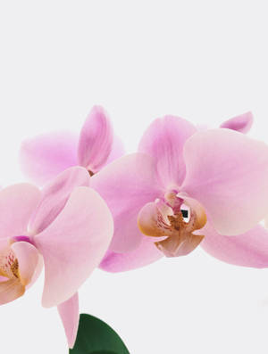 Purple Dendrobium Orchids Wallpaper