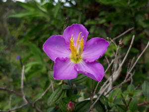 Purple Endemic Flower Wallpaper