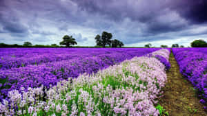 Purple Field Flower Cute Spring Desktop With Cloudy Sky Wallpaper