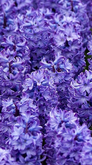 Purple Flower Iphone Wallpaper