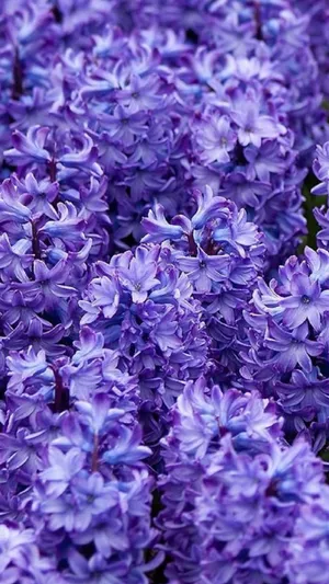 Blue hyacinth Stock Photos, Royalty Free Blue hyacinth Images |  Depositphotos