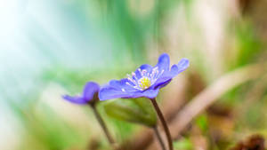 Purple Flower With Yellow Core Wallpaper