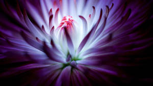 Purple Flowers Great Macro Shot Wallpaper