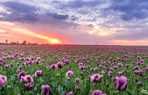 Purple Flowers In Field Spring Laptop Wallpaper