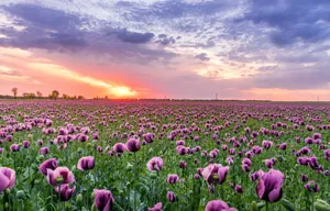 Purple Flowers In Field Spring Laptop Wallpaper